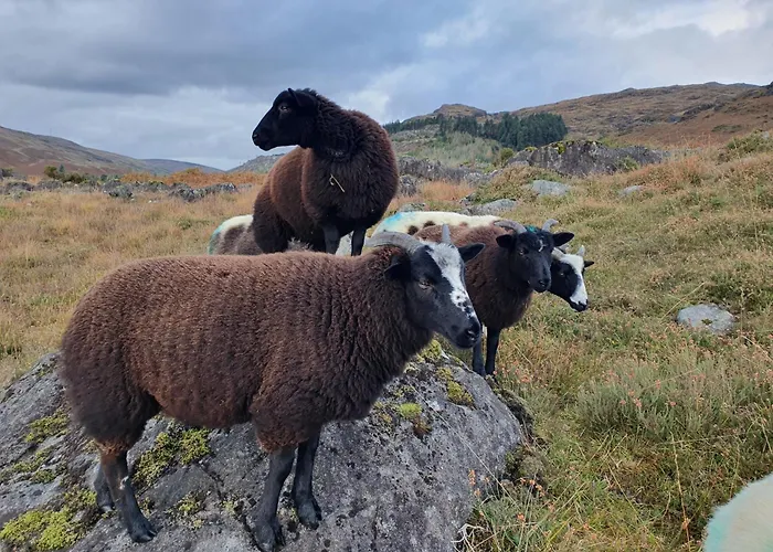 Carlingford Mountain Farm