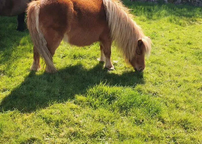 Кемпинг Carlingford Mountain Farm