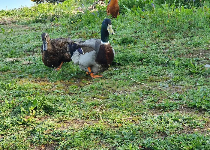 Carlingford Mountain Farm *