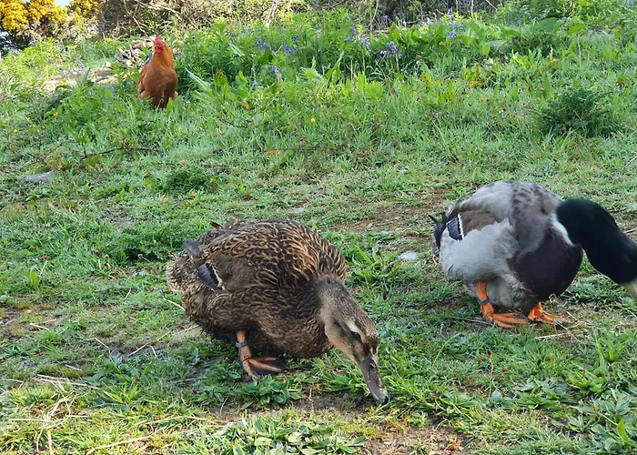 Кемпинг Carlingford Mountain Farm
